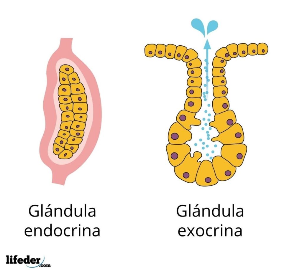 Glándulas mixtas características funciones ejemplos