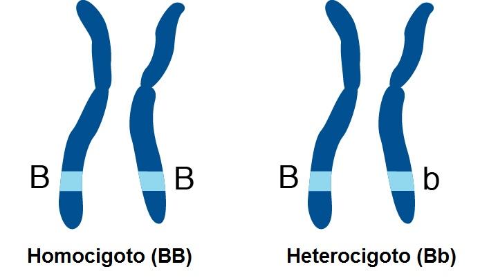 Heterocigoto Con Ejemplos