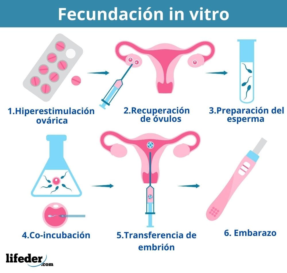 Fecundaci N Humana Qu Es C Mo Ocurre Proceso