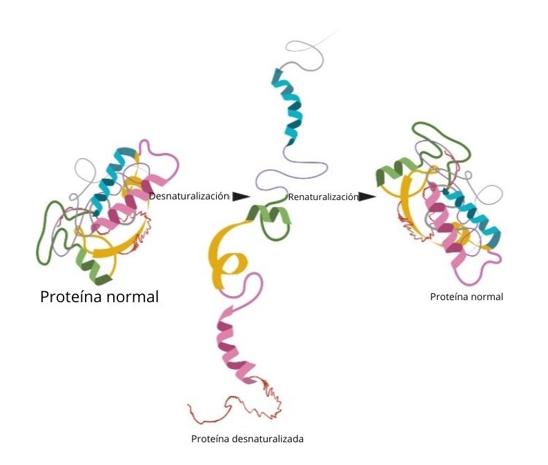 Desnaturalización De Proteínas Qué Es Factores Consecuencias 6377