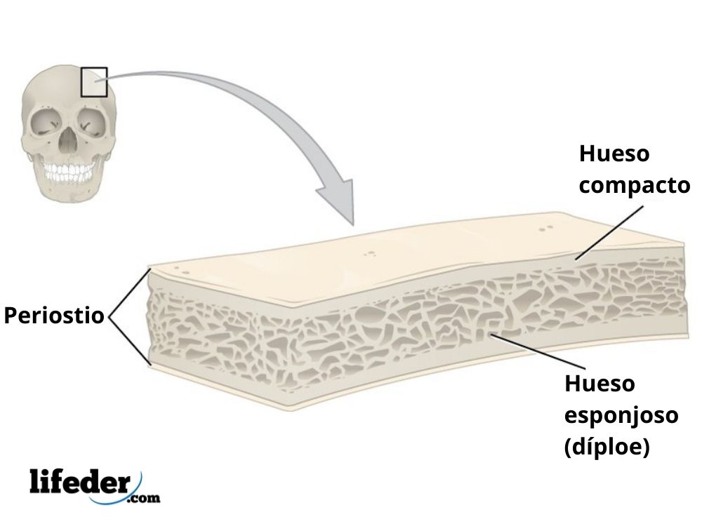 Huesos Planos Funci N Y Tipos