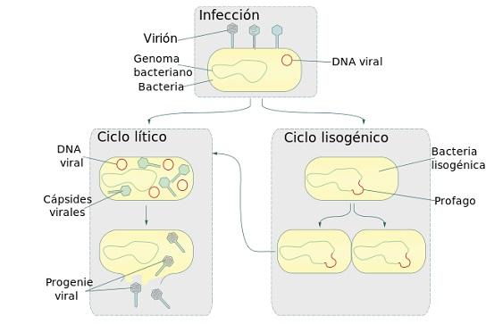 Ciclo lítico qué es fases y ejemplos de virus