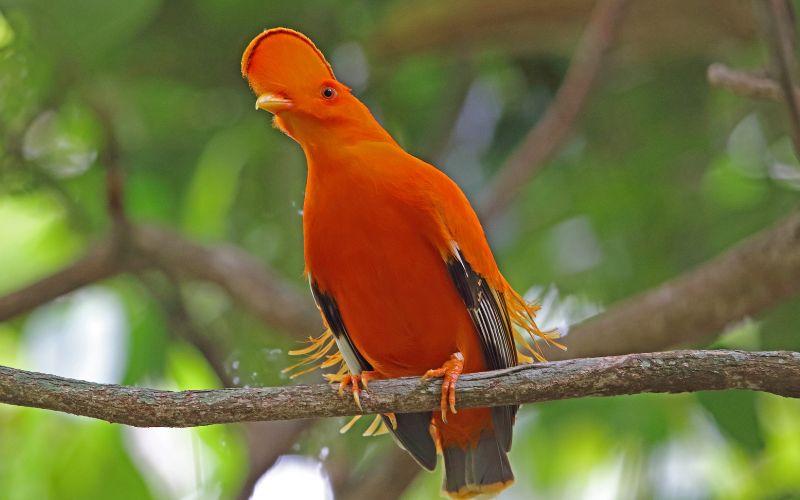 Gallito de las rocas qué es características hábitat reproducción