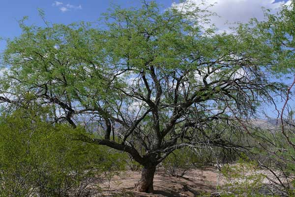 Flora Y Fauna De Coahuila