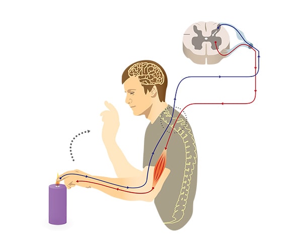 Sistema nervioso somático funciones partes y enfermedades