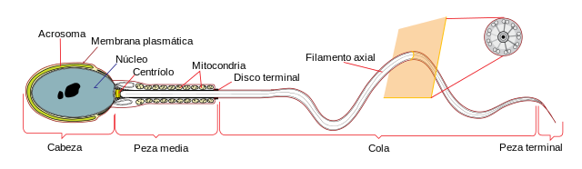 Espermatozoide Funciones Partes Ciclo De Vida