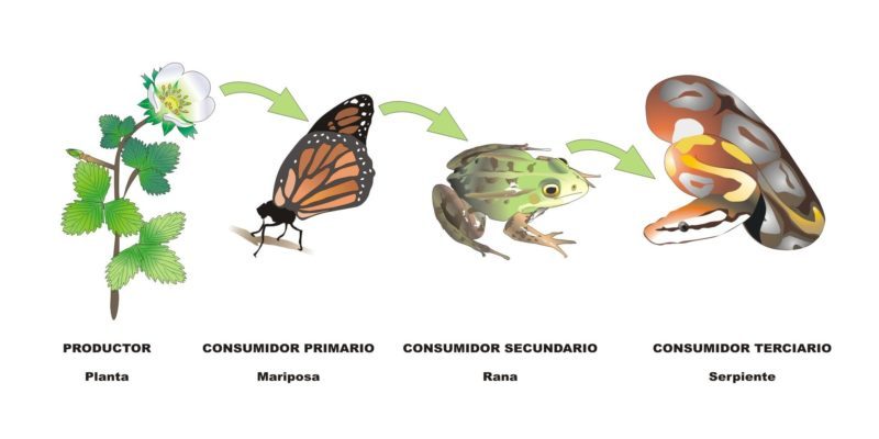 Cadenas Tróficas Concepto tipos características y ejemplos