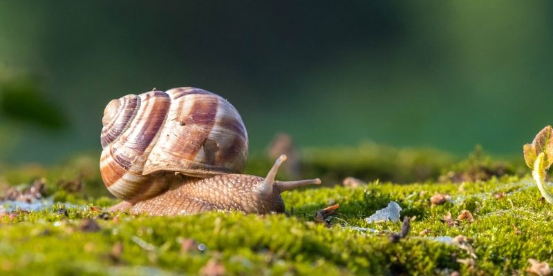 Hermafrodita Concepto cómo es en personas y en animales