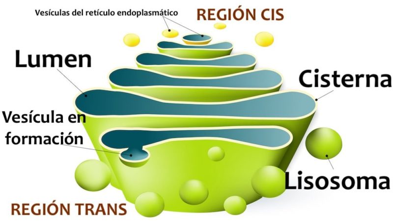 Lisosomas Qué Son Funciones Estructura Y Características 0301