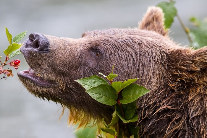 Animales Omnívoros Características Y 50 Ejemplos