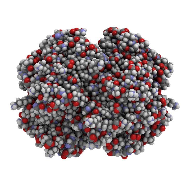 Proteínas Globulares Características Estructura Ejemplos 7742