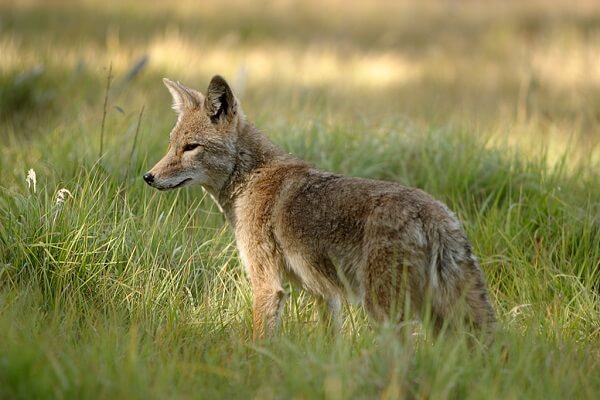 Coyote Características Hábitat Alimentación Reproducción 9288