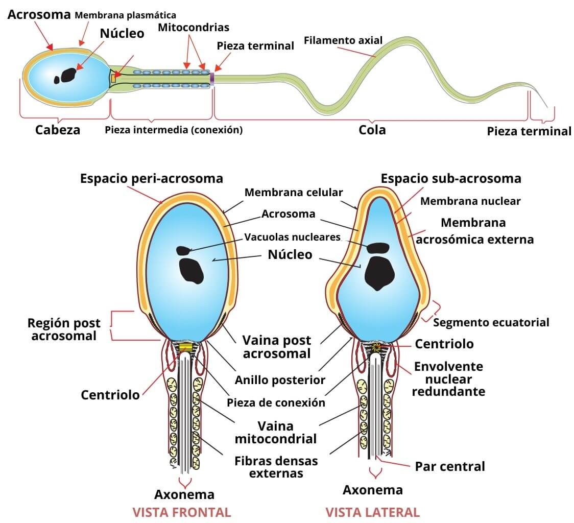 Espermatozoide Funciones Partes Ciclo De Vida