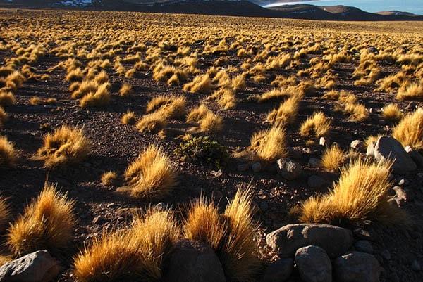 Ichu Características Taxonomía Hábitat Cuidado Y Usos