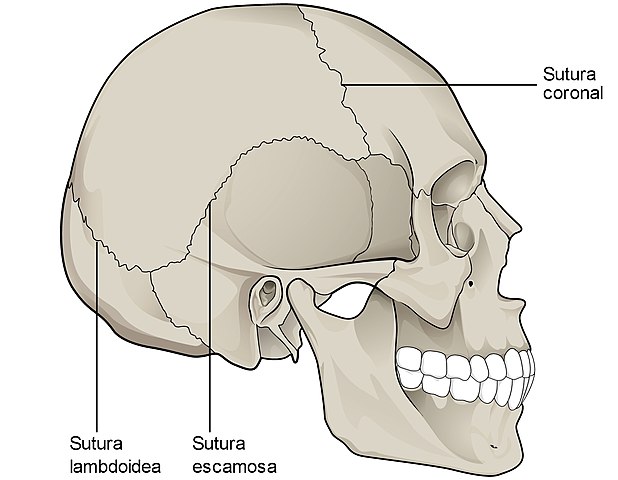 Sinartrosis Características Tipos Ejemplos 9782