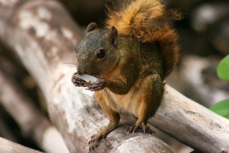 Flora y fauna de la costa ecuatoriana: especies principales