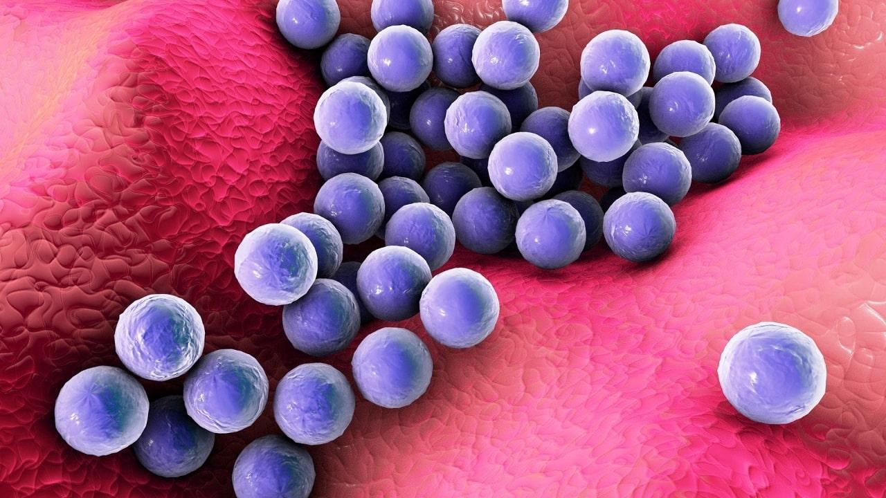 Staphylococcus Haemolyticus Qué Es Características Patologías