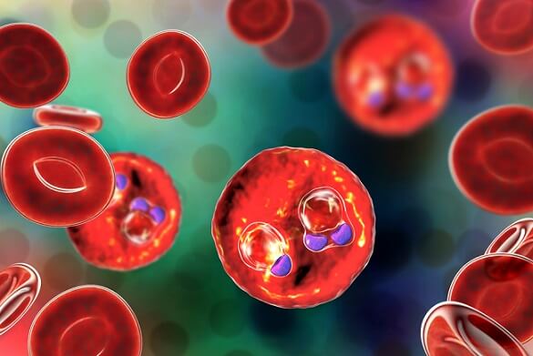 Plasmodium Malariae Características Morfología Ciclo De Vida 0204