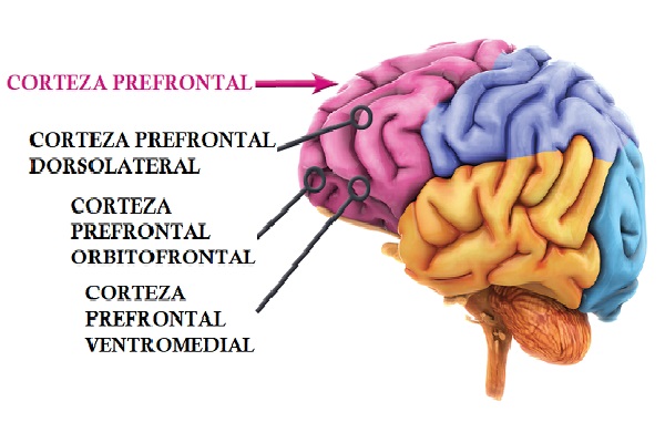 Corteza Prefrontal: Anatomía, Funciones Y Lesiones