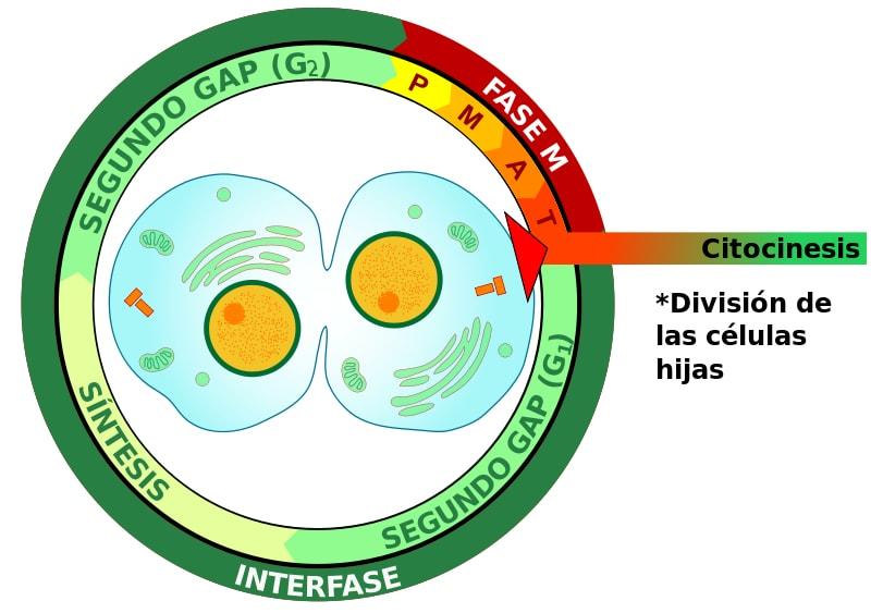 Interfase: Duración Y Fases