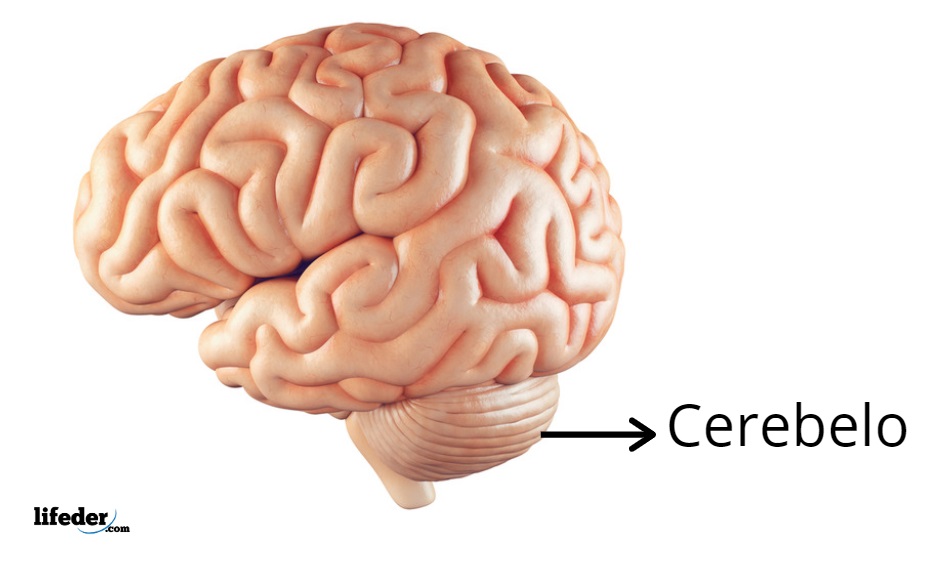 Cerebelo: Estructura, Funciones Y Anatomía (con Imágenes)