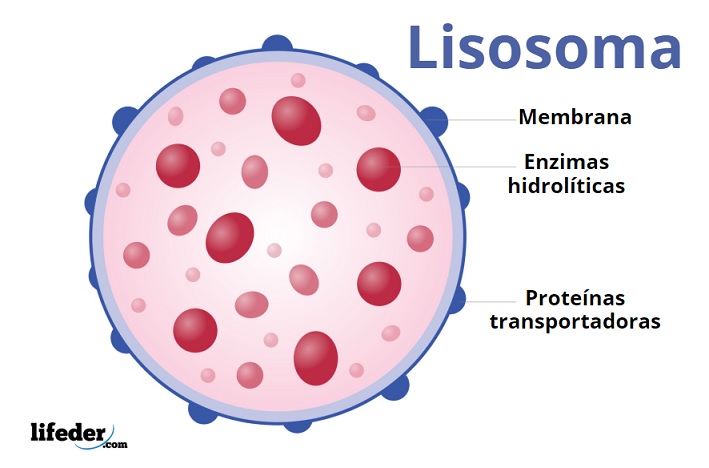 Lisosomas Características Estructura Funciones Y Tipos