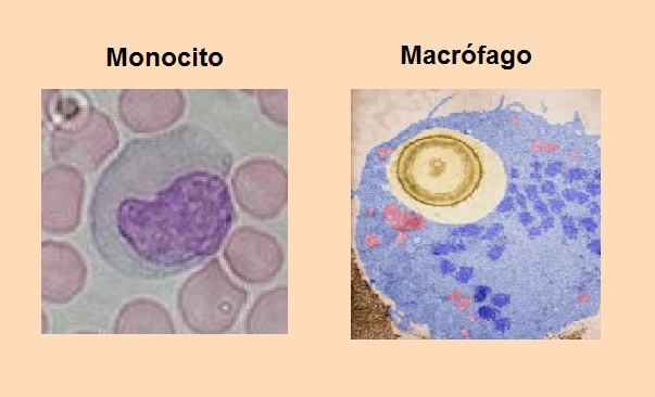 Monocitopoyesis Etapas Características Regulación 0218