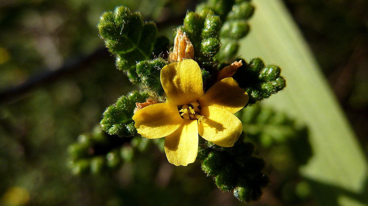 Flora Y Fauna De Nuevo León 0975