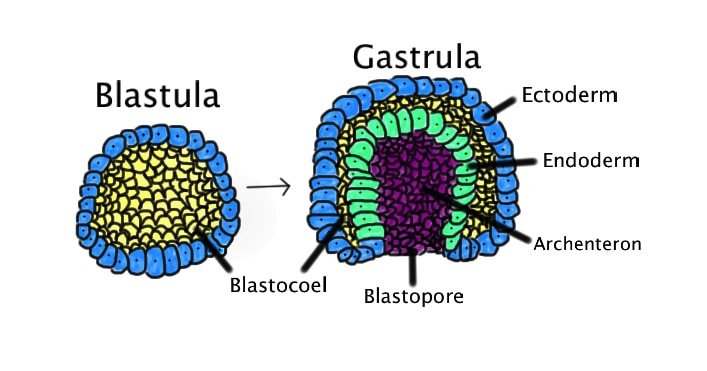 tribl-sticos-caracter-sticas-y-formaci-n-de-capas