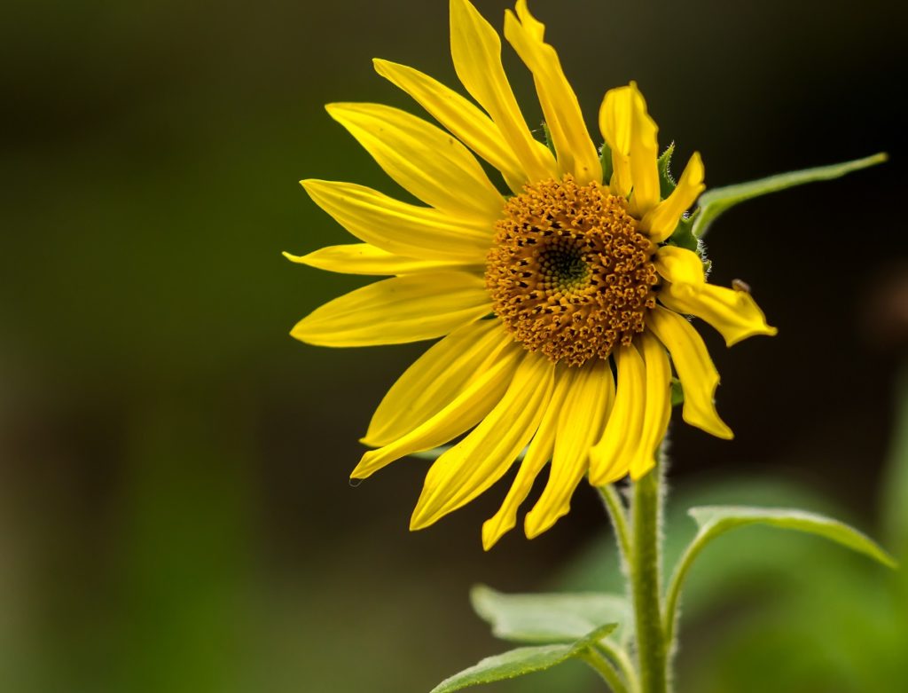 Flora Y Fauna: Definición, Características, Tipos Y Ejemplos