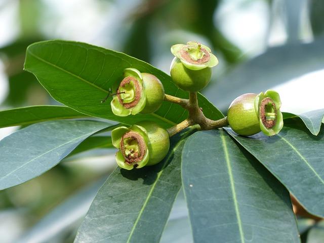 Myrtaceae Características Hábitat Taxonomía Y Clasificación