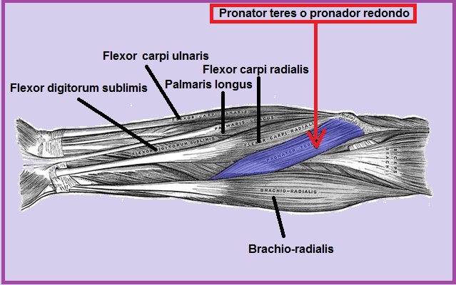 Pronador Redondo Origen Inserci N Funciones Inervaci N