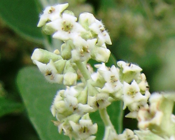 Tepozán Características Hábitat Taxonomía Propiedades