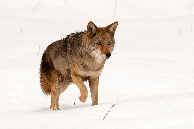 Coyote Características Hábitat Alimentación Reproducción 6442