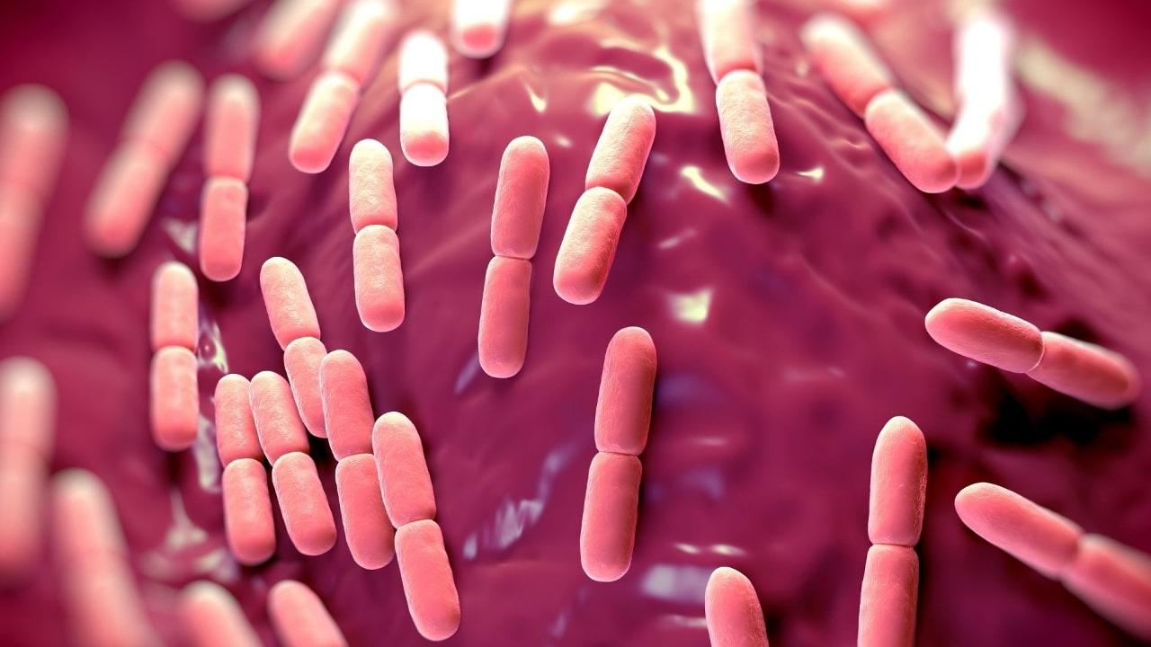 Lactobacillus Bulgaricus: Qué Es, Características, Morfología, Beneficios