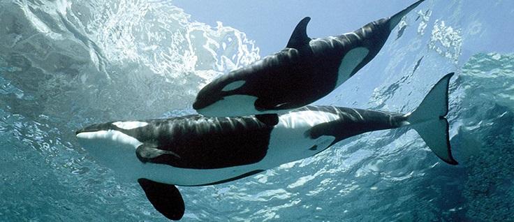 Orca: Origen Evolutivo, Características, Hábitat, Reproducción