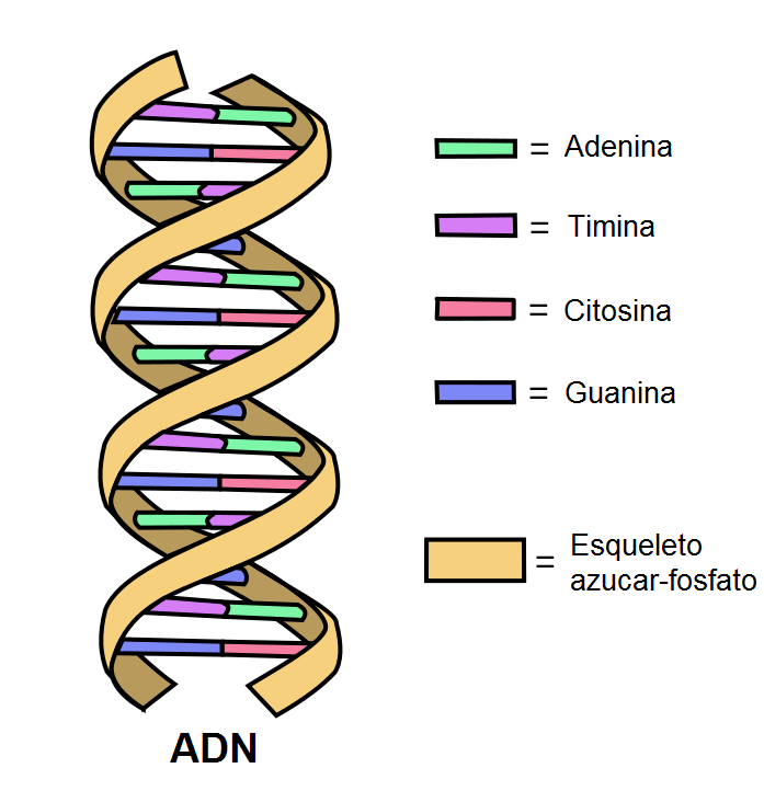 ¿Qué Es El Empaquetamiento Del ADN?