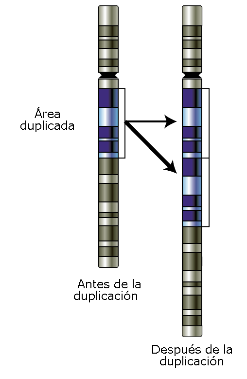 Duplicación cromosómica: características y ejemplos