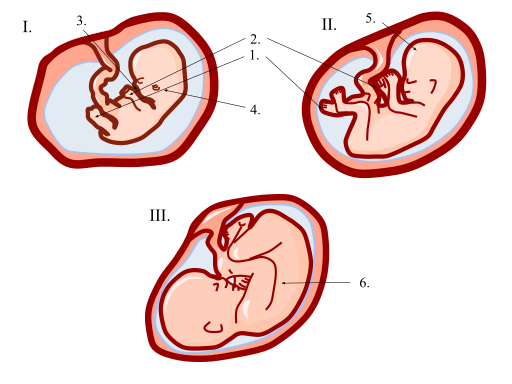 Desarrollo Embrionario Y Fetal Etapas Y Características Semana A Semana 