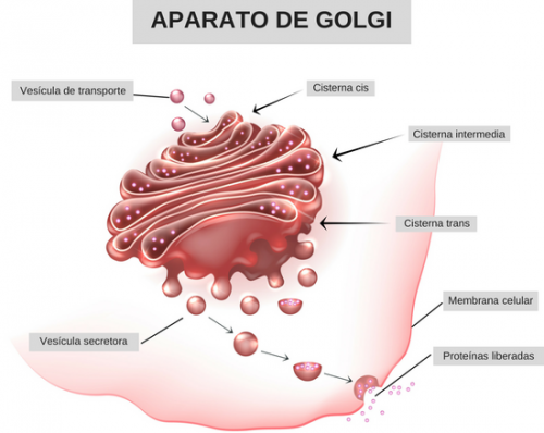 Aparato De Golgi Qué Es Funciones Y Estructura