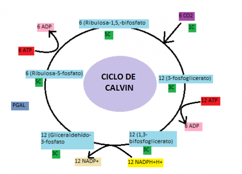 Significado De Ciclo De Calvin Qu Es Concepto Y Definici N