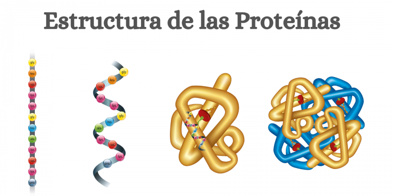 Proteínas Concepto Tipos Para Qué Sirven Y Alimentos 3415