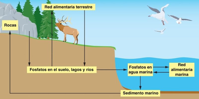 Ciclo Del Fósforo Concepto Etapas Importancia Y Alteraciones 6211