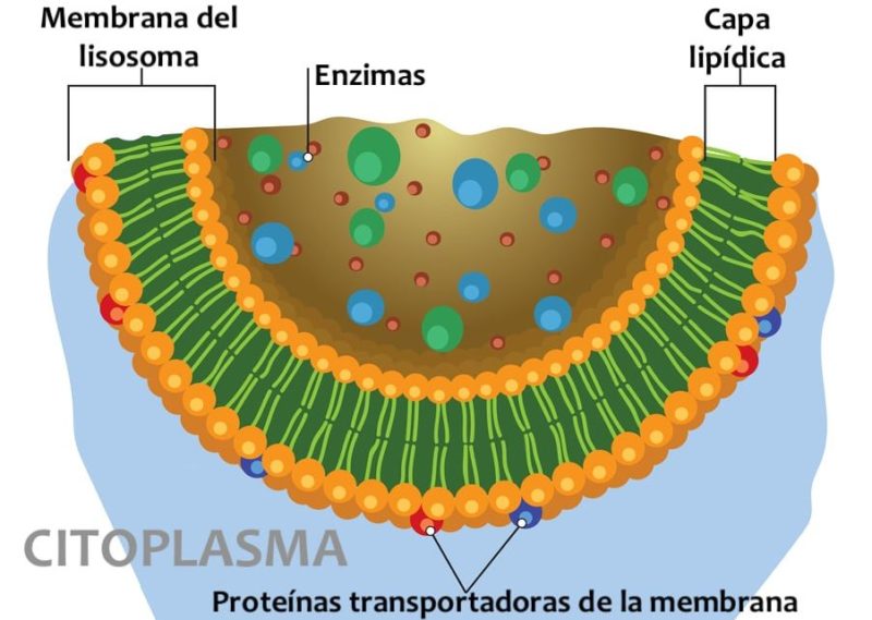 Lisosomas Qué Son Funciones Estructura Y Características