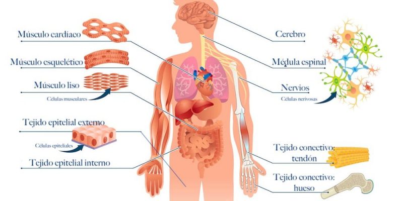 Tejidos Del Cuerpo Humano Información Y Características