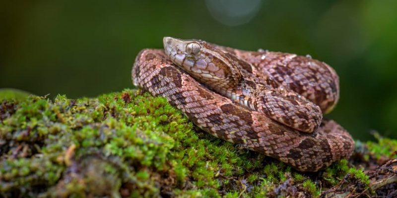 Serpiente (animal) - Información, Especies Venenosas Y Características